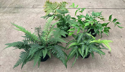 6" Fern Perennial Assortment
